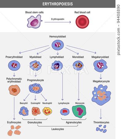 Erythropoiesis. The development of red blood... - Stock Illustration ...