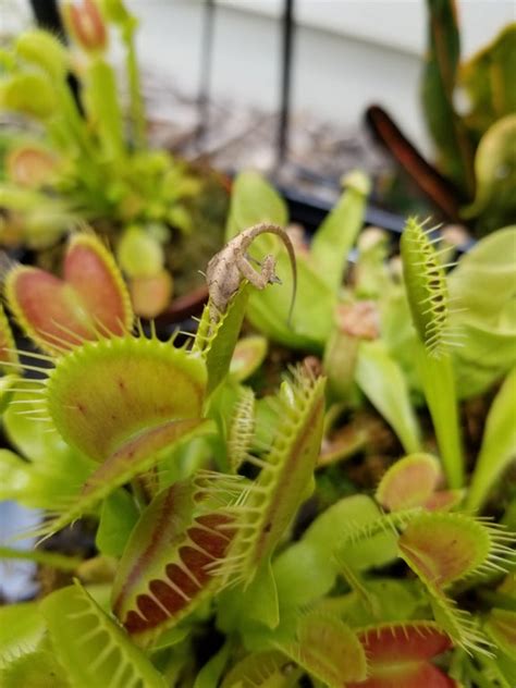 /u/SilentAbraham23's plant eating a lizard : r/natureismetal