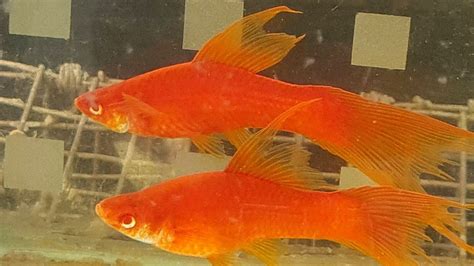 Double Swordtail Tangerine Fish Breeding Process Explained at Jaden's Aquarium Mumbai - YouTube