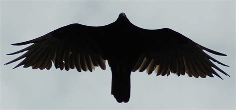 Vulture Silhouette 3 by SalsolaStock on DeviantArt