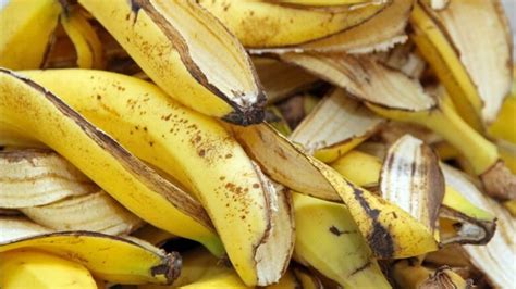 How Long Does It Take A Banana Peel To Decompose Into Compost ...