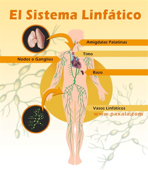 El Sistema Linfático – Paxala.com