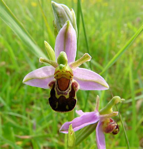 Bee Orchid - Ophrys apifera | Looks like a bumble bee with h… | Flickr