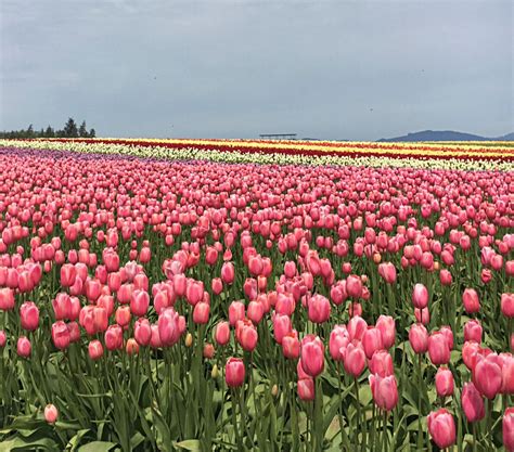 Tulip Festival Season is Here! - Simply Seeking Joy