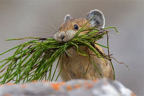 Así es la pika, el pequeño mamífero que come excremento para sobrevivir al frío extremo ...