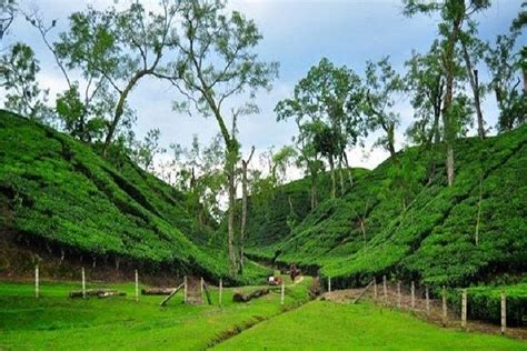 Tripadvisor | Sreemangal Tour! Sylhet, Bangladesh proporcionado por ...