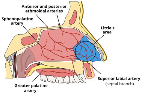 Epistaxis - Mind The Bleep