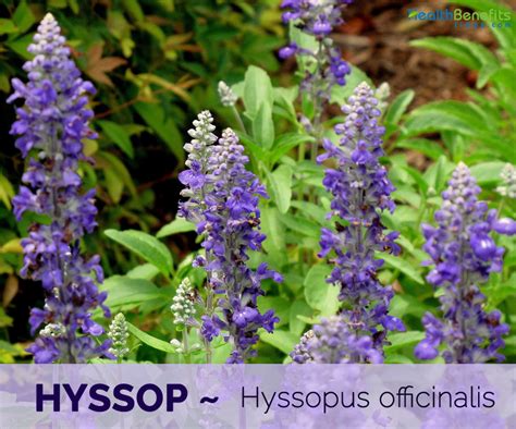 Hyssop facts and health benefits