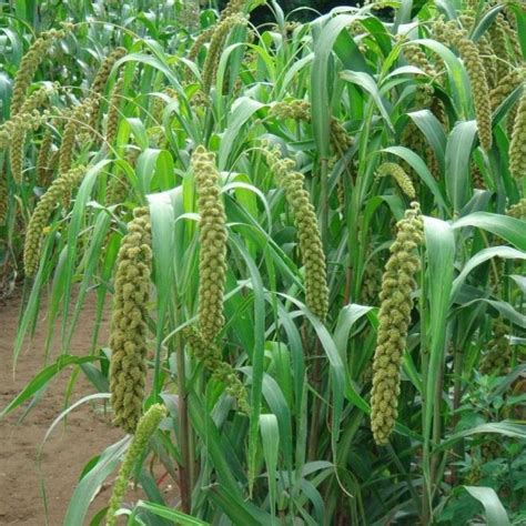 Buy Foxtail Millet (Setaria Italica marcostachya) 50 seeds online ...