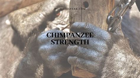 How Much is the Chimpanzee Strength? - Primates Park