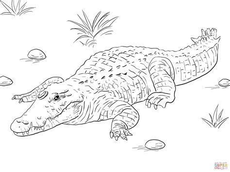 African Nile Crocodile coloring page | Free Printable Coloring Pages