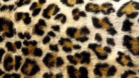 🔥 Download Leopard Print Live Wallpaper Screenshot by @jberger | Cute Cheetah Print Wallpapers ...