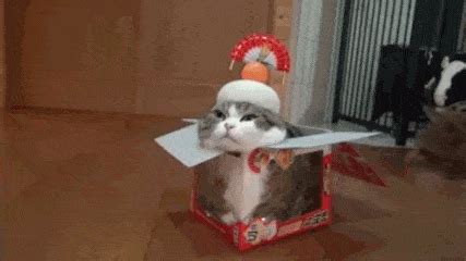 Cat In The Box GIFs - Get the best GIF on GIPHY