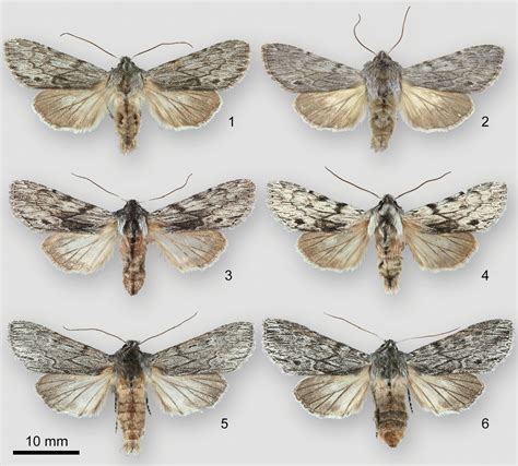 Six new species and one new subspecies of noctuid moths from western ...