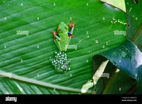 Red Tree Frog Eggs - art-scalawag