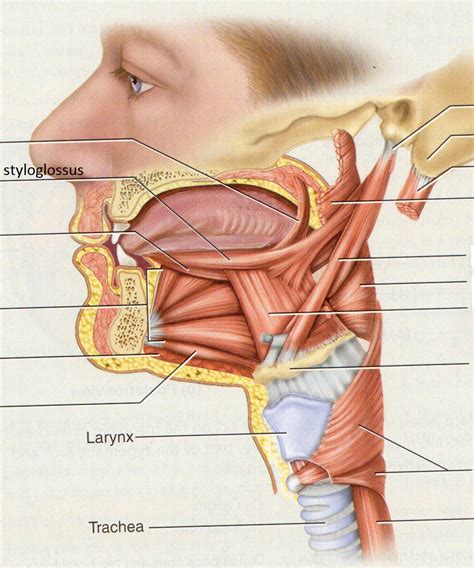 styloglossus | Medical illustration, Human anatomy reference, Medical school prep