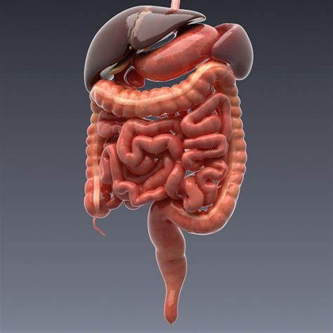Animated internal organs, skeleton | Human body anatomy, Human anatomy art, Human digestive system