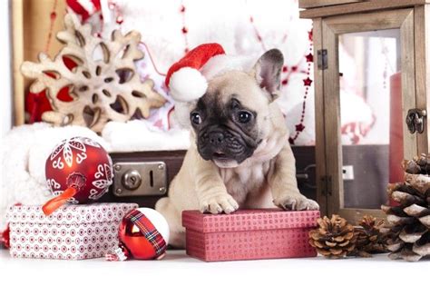 French Bulldog Puppies Wallpaper - Pets Lovers