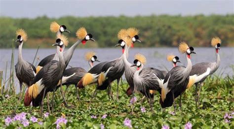 Lwengo schools join campaign to conserve the Crested crane | LaptrinhX ...