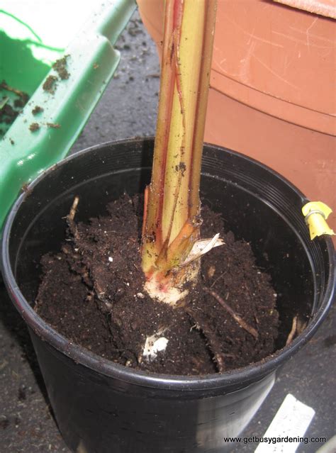 How To Propagate Banana Plants - Get Busy Gardening