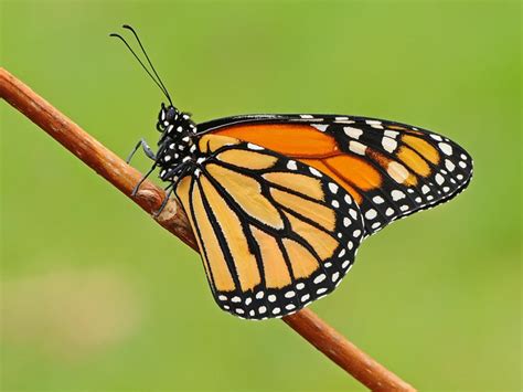 Monarch | Butterfly Conservation