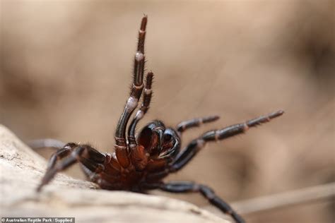 Venomous new scorpion with 'scalloped' pincer discovered in California | Daily Mail Online