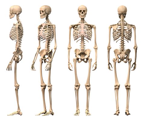 Fascinating Facts About the Human Skeleton - Portable Press