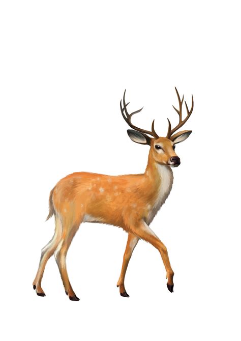 Deer Clipart Transparent Background Deer Transparent Background | Images and Photos finder