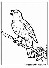 Robin Coloring Pages 100% Free Printables sketch template