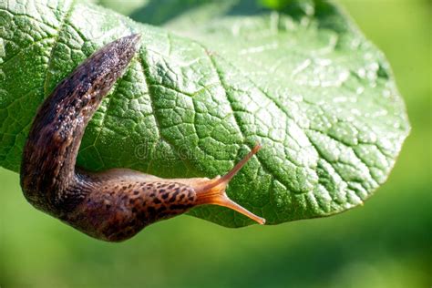 Snail without Shell. Leopard Slug Limax Maximus, Family Limacidae, Crawls on Green Leaves Stock ...