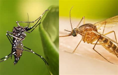 Entenda a diferença entre pernilongo e mosquito da dengue - Folha PE