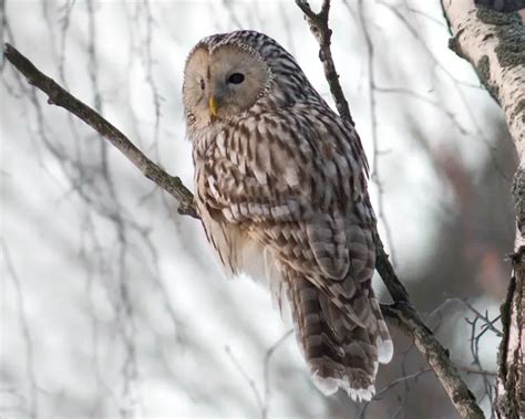 Ural Owl - Facts, Diet, Habitat & Pictures on Animalia.bio