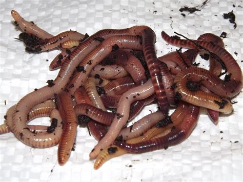 LARGE DENDROBAENA WORMS | Yorkshire Worms