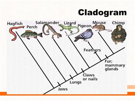 Cladistics - Systematics | PPT