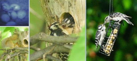 Downy Woodpecker Nest : Why is that Tree so Noisy? Woodpeckers Welcome ...