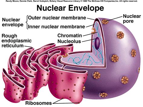 Nuclear Envelope - jared and carmelo cell