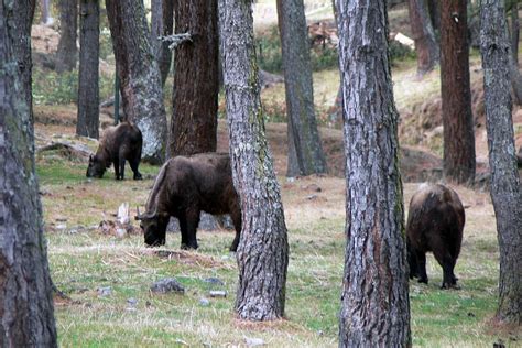 Wildlife of Bhutan – HiSoUR – Hi So You Are