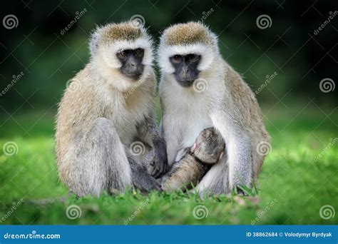 Vervet monkey stock photo. Image of mammal, brown, kenya - 38862684