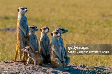 272 Meerkat Family Stock Photos, High-Res Pictures, and Images - Getty Images