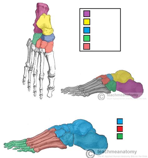 Bones of the Foot - Tarsals, Metatarsals, and Phalanges Diagram | Quizlet