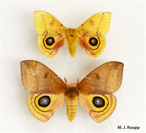 Io, io, it’s off to work we go: Io Moth, Automeris io — Bug of the Week