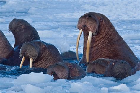 Arctic Marine Biodiversity Observation Network — Arctic biodiverstiy from microbes to whales