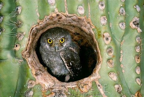 Elf owlet sitting in a Saguaro Cactus (Arizona, USA). These are the world’s lightest owls… | Elf ...