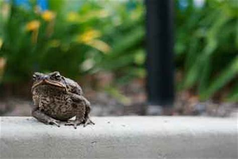 REDUCING THE ECOLOGICAL IMPACT OF CANE TOADS