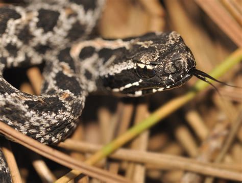 Venom toxicity varies greatly among rattlesnake populations - Earth.com