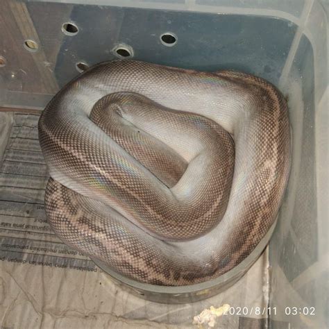 Reticulated Python Breeding – Reptile Legends