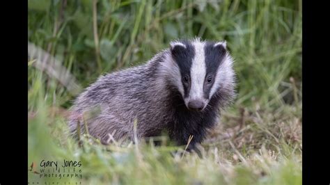 Badger Family 20th May - YouTube