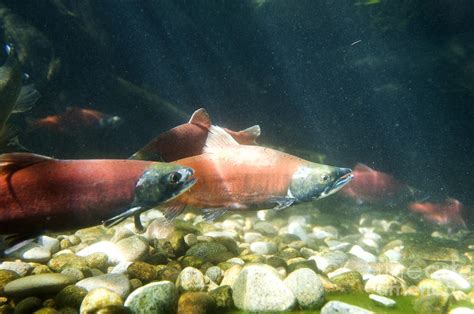 Kokanee Salmon Photograph by William H. Mullins | Fine Art America