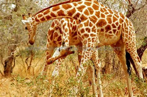 African Giraffe Facts | Anatomy, Diet, Habitat, Behavior - Animals Time