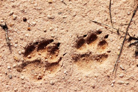 Sand Paw Prints Free Stock Photo - Public Domain Pictures